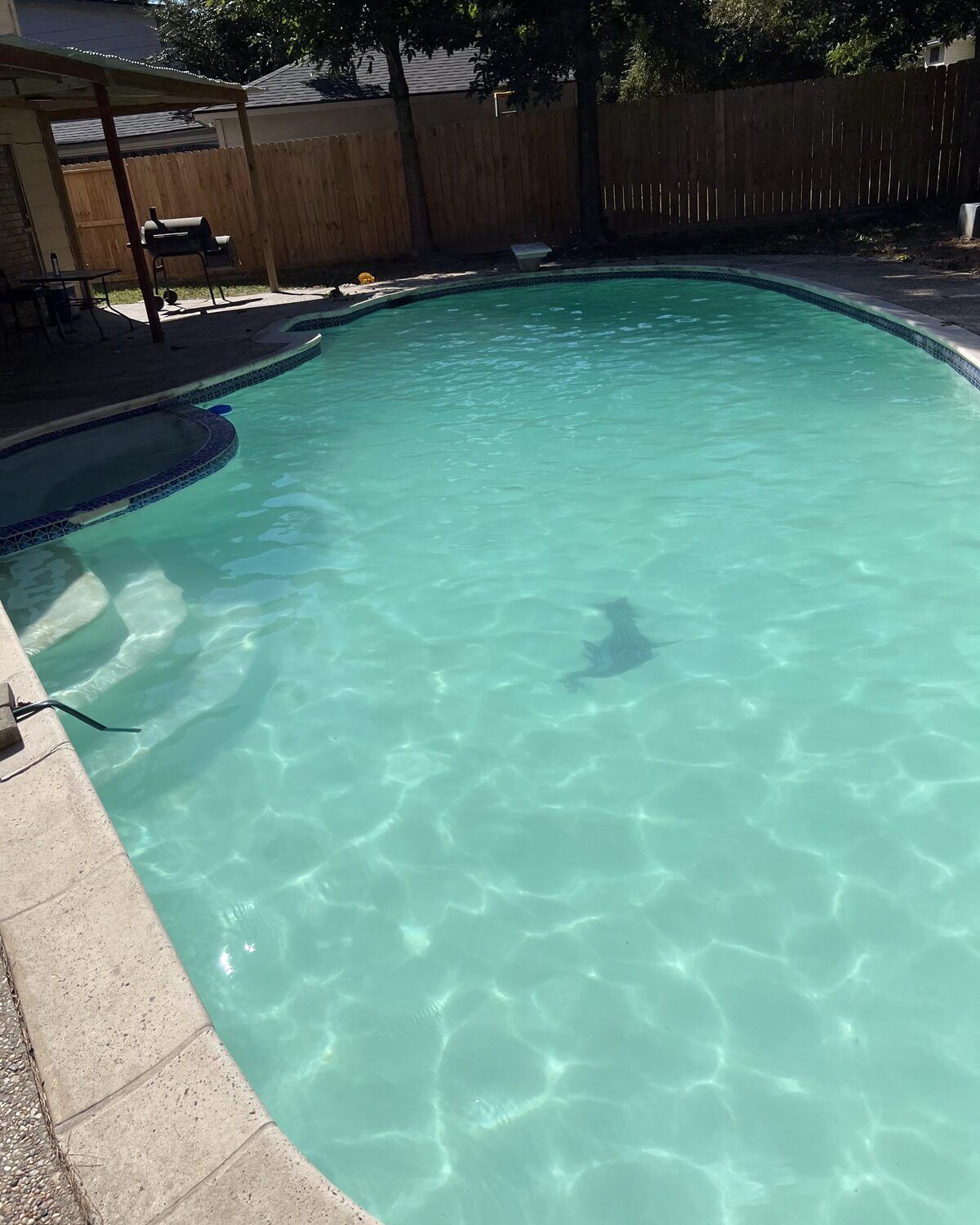 Crystal-clear backyard pool maintained to the Beyond the Brush standard in Cypress, TX